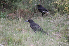 Strepera versicolor arguta