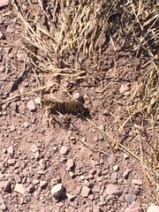 Hemileuca eglanterina