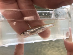 Notropis blennius