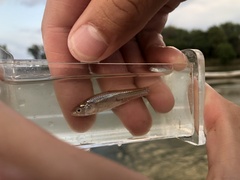 Notropis blennius