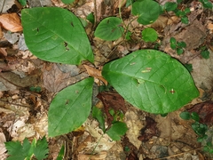 Magnolia acuminata