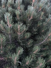 Pinus edulis