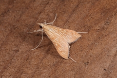 Antigastra catalaunalis
