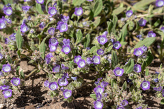 Phacelia davidsonii