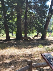 Odocoileus hemionus californicus