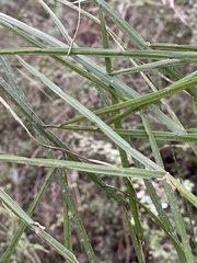 Carmichaelia australis