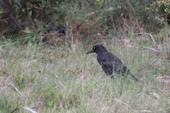 Strepera versicolor arguta