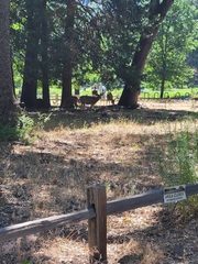 Odocoileus hemionus californicus