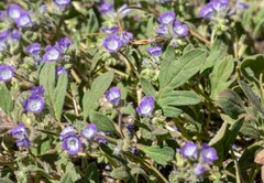 Phacelia davidsonii
