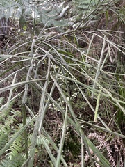 Carmichaelia australis