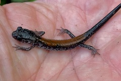 Plethodon yonahlossee