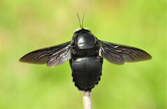 Xylocopa perforator