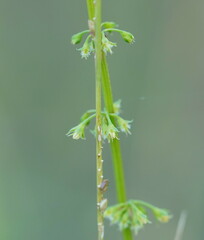 Rumex brownii