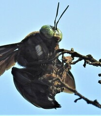 Xylocopa perforator