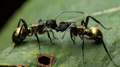 Polyrhachis rufifemur