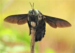 Xylocopa perforator
