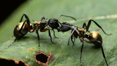 Polyrhachis rufifemur