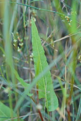 Rumex brownii
