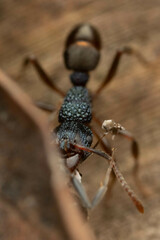 Rhytidoponera victoriae