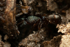 Rhytidoponera victoriae