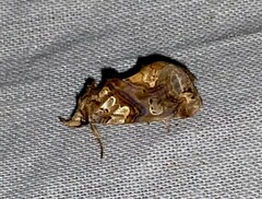 Plusiodonta compressipalpis