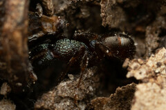 Rhytidoponera victoriae