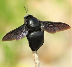 Xylocopa perforator