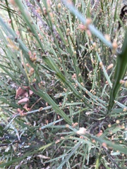 Bossiaea vombata