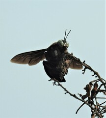 Xylocopa perforator