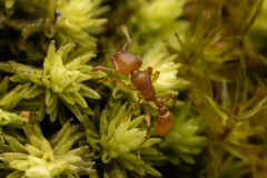 Tetramorium simillimum