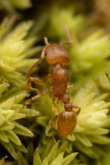 Tetramorium simillimum