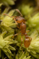 Tetramorium simillimum