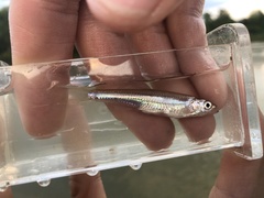 Notropis atherinoides