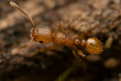 Tetramorium simillimum