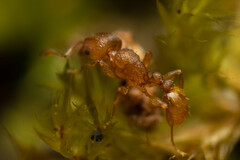 Tetramorium simillimum