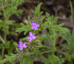 Glandularia chiricahensis