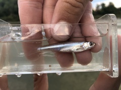 Notropis atherinoides