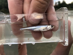 Notropis atherinoides