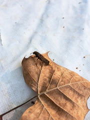 Platydracus maculosus