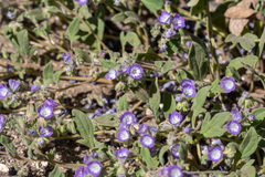 Phacelia davidsonii