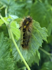 Lophocampa argentata