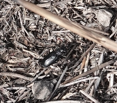 Cicindela nebraskana
