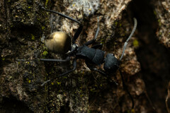 Polyrhachis euterpe