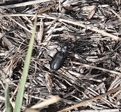 Cicindela nebraskana