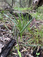 Dianella amoena
