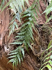 Asplenium polyodon image