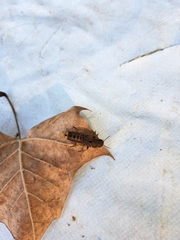 Platydracus maculosus