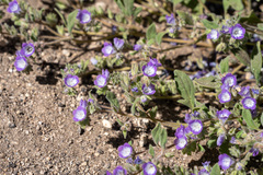 Phacelia davidsonii