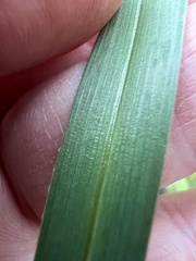 Dianella amoena