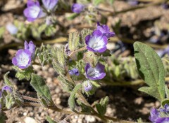 Phacelia davidsonii